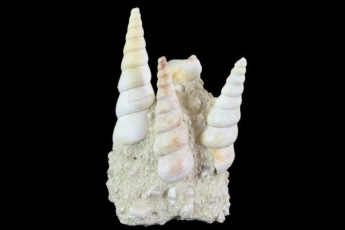 Fossil Gastropod (Haustator) Cluster - Damery, France #74523